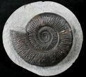 Very Nice Dactylioceras Ammonite In Concretion #23239-1